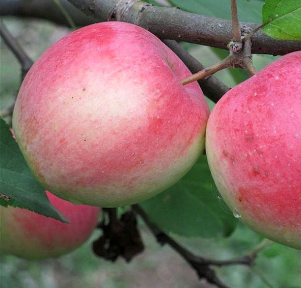 Яблоня домашняя 'Строевское'